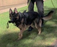WI K9 SOS Image of files/Dog_Image/Riggs 2022.jpg